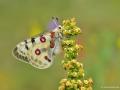 Parnassius apollo (Apollo)